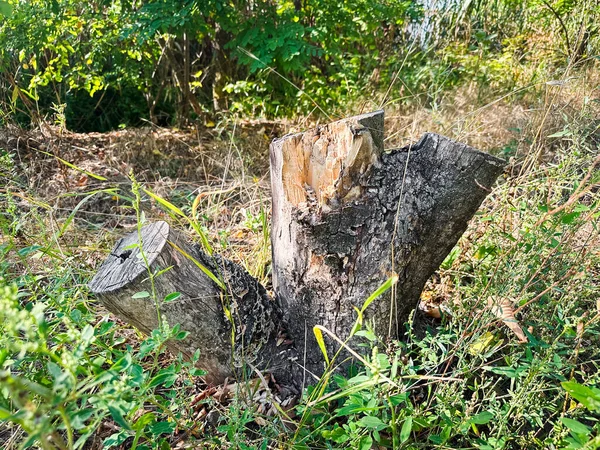 Orman ortamında çevrenin yeşillikle çevrili olduğu ağaç kütüğü. Çoklu amaçlar için çok yönlü resim
