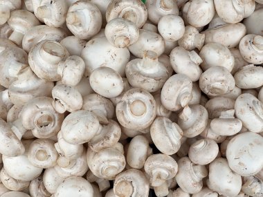 Taze beyaz mantar yığınına yakın çekim. Çeşitli yaratıcı ihtiyaçlar için uygun