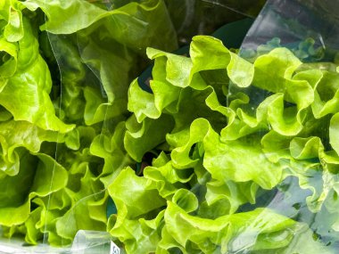 Taze yeşil marul yapraklarının yakın çekimi. Yaratıcı ve ticari projeler için mükemmel.