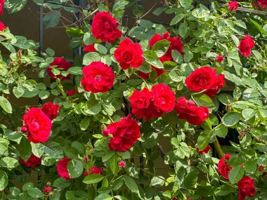 Çiçek açmış kırmızı güller yemyeşil yapraklarla çevrili. Çoklu amaçlar için çok yönlü resim