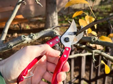 Sonbahar bahçesinde kırmızı makasla ağaç dallarını budamak. Yaratıcı ya da profesyonel projeler için harika