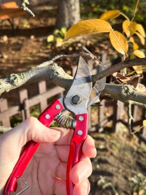 Sonbaharda ağaç dalını kesen kırmızı makaslar. Çoklu amaçlar için çok yönlü resim