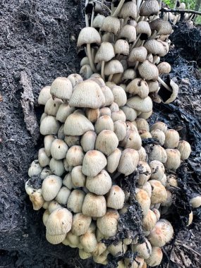 Orman zemininde büyüyen bir mantar kümesi. Yaratıcı ve ticari kullanım için ideal