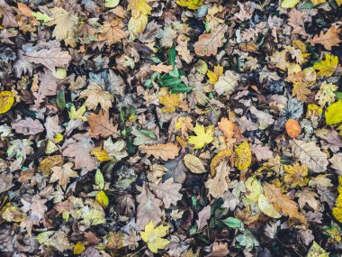 Renkli sonbahar yaprakları orman zeminini canlı renklerle kaplıyor. Çoklu amaçlar için çok yönlü resim