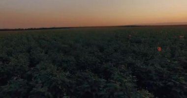 Ekim alanı güzel arial görünümü