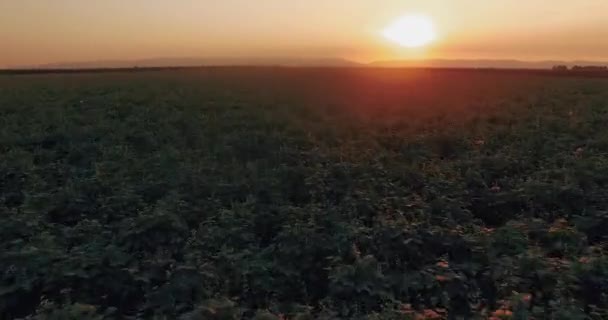 Bela vista árida da plantação — Vídeo de Stock