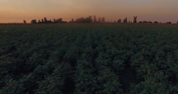 Bela vista árida da plantação — Vídeo de Stock