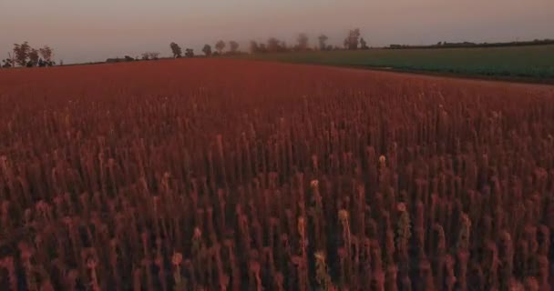 Piękny widok arial plantacji — Wideo stockowe