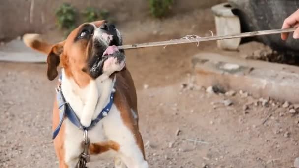 Spielen mit einem Hund auf der Straße — Stockvideo