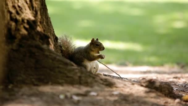 Um esquilo no parque — Vídeo de Stock