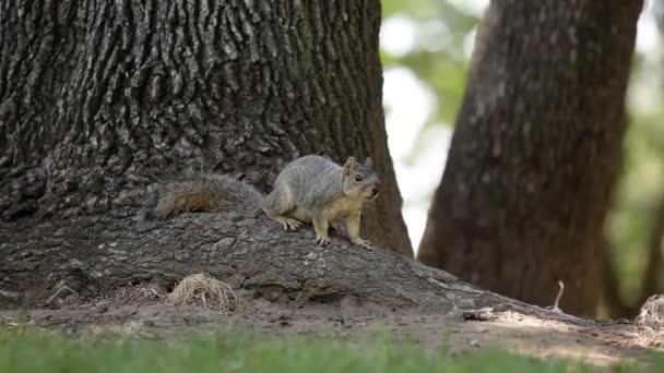 Ein Eichhörnchen im Park — Stockvideo