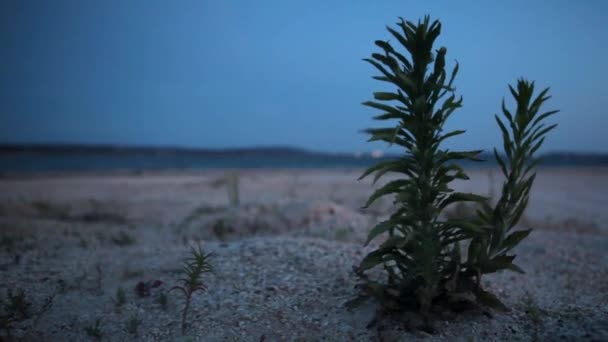 Kleine bloeiende Plant op het strand — Stockvideo