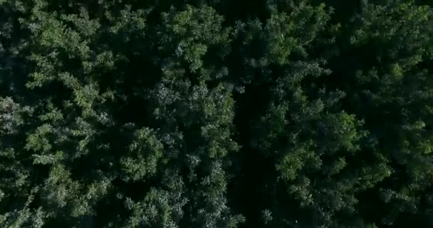 4 k bovenaanzicht van het bos — Stockvideo