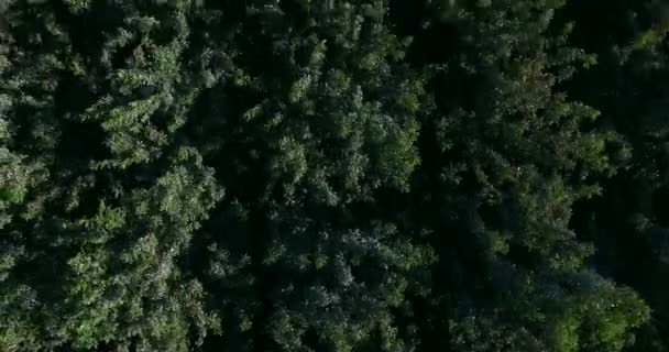 4K vue de dessus de la forêt 