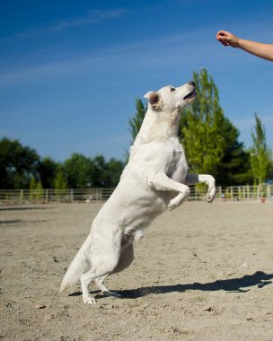 Yemek için zıplayan bir köpek.