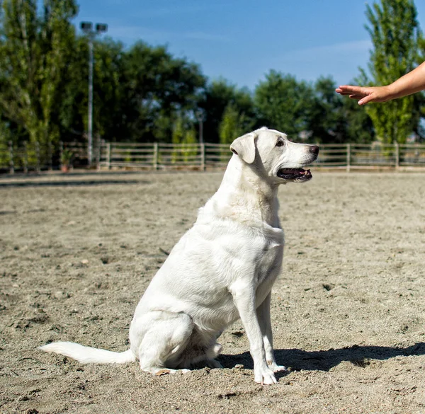 Talimatları bekleyen bir köpek