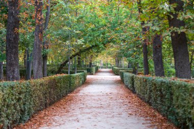 Sonbahar yaprakları yeşilden kahverengiye dönüyor