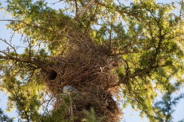 Ağaçtaki kuş yuvası
