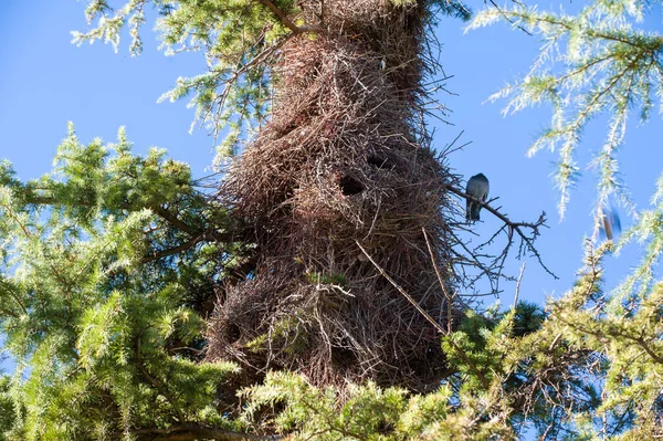 Ağaçtaki kuş yuvası