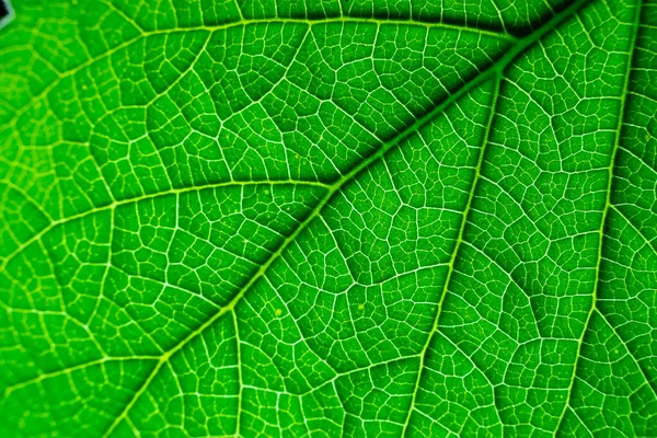 Beautiful Texture Leaf Light Coming — Stock Photo, Image