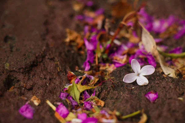 Flor Branca Mola Caiu Após Chuva — Fotografia de Stock