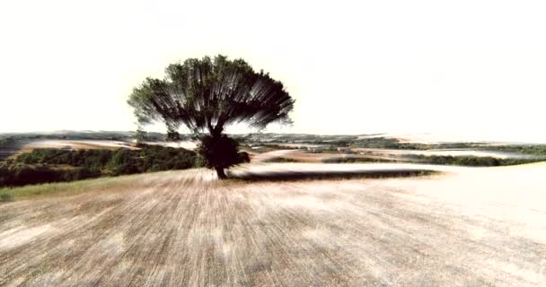 Létání Pozpátku Dronem Magic Tree Veio Parku Francigena Formello Řím — Stock video