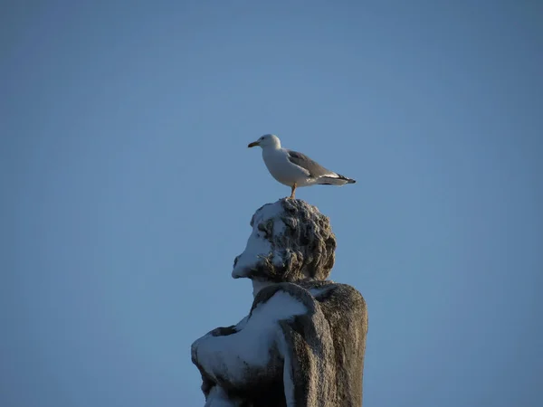 Seagull Statue Head Covered Snow Saint Peter Place Rome — Stock Photo, Image