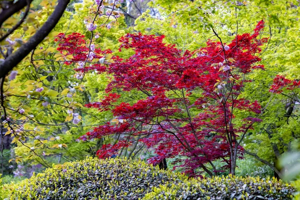 Acero Rosso Verde Con Alcuni Fiori Ciliegio Nel Giardino Giapponese — Foto Stock