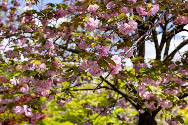 Albero Ciliegio Nel Giardino Giapponese All Interno Dell Orto Botanico — Foto Stock