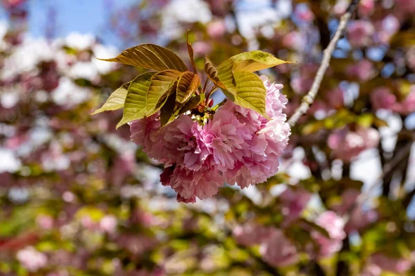 Fiore Ciliegio Nel Giardino Giapponese All Interno Dell Orto Botanico — Foto Stock