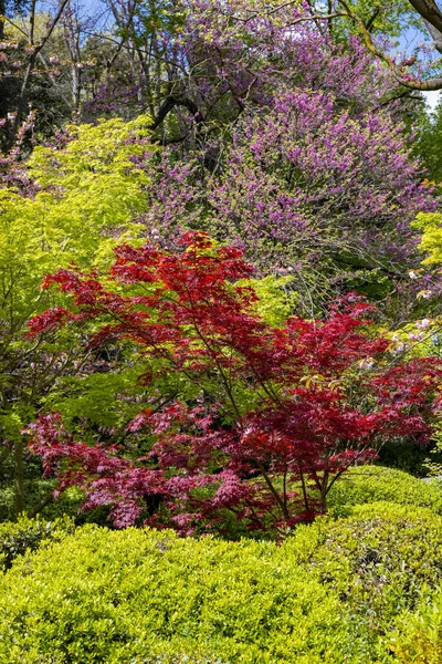 Acero Rosso Verde Con Alcuni Ciliegi Nel Giardino Giapponese All — Foto Stock