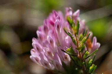 Doğadaki güzel çiçeklerin Macro 'su