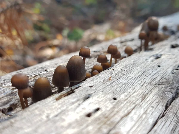 Macro Foto Van Paddestoelen Het Bos — Stockfoto