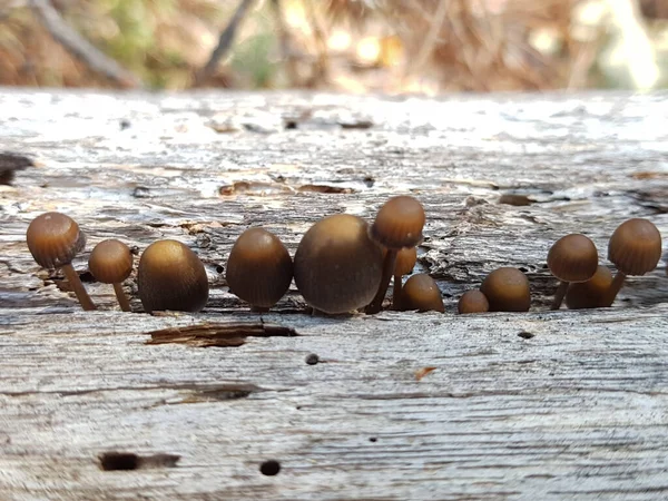 버섯의 매크로 — 스톡 사진