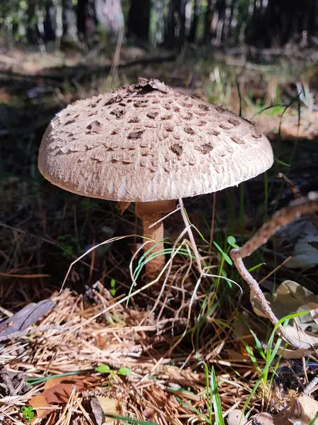버섯의 매크로 — 스톡 사진