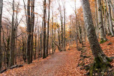 Ordesa y Monte Perdido Ulusal Parkı, Huesca, Aragon, İspanya. Monte Perdido arka planda görünüyor ve inekler mutlu bir şekilde otluyor..