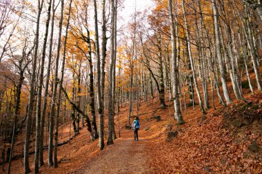 Ordesa y Monte Perdido Ulusal Parkı, Huesca, Aragon, İspanya. Monte Perdido arka planda görünüyor ve inekler mutlu bir şekilde otluyor..
