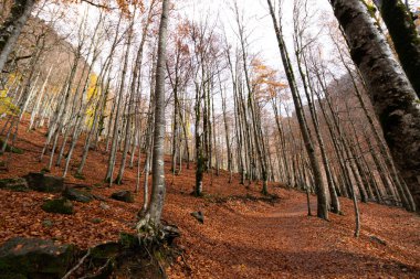 Ordesa y Monte Perdido Ulusal Parkı, Huesca, Aragon, İspanya. Monte Perdido arka planda görünüyor ve inekler mutlu bir şekilde otluyor..