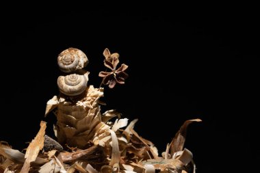 Durgun hayat. Geçmişi ve dokuyu kavra. Vahşi bitkilerdeki salyangozların yaşamı