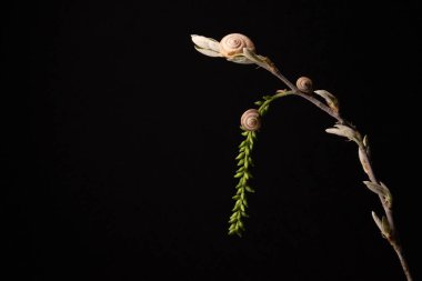 Durgun hayat. Geçmişi ve dokuyu kavra. Vahşi bitkilerdeki salyangozların yaşamı