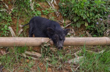 Kara Vietnamlı domuz yemek arıyor.
