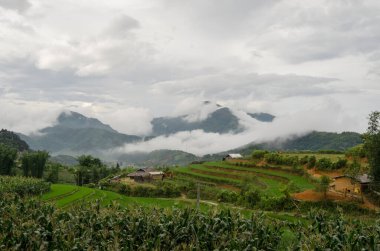 Bir ekoloji manzarası Vietnam pirinç terası
