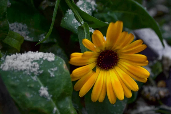 Calendula Duży Żółty Kwiat Śniegu — Zdjęcie stockowe