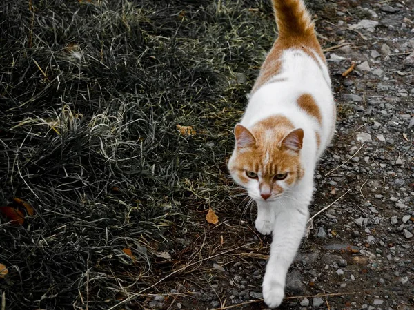 一个白色的姜黄毛猫的肖像 背景是绿色的夏草 这只猫在街上走着 大自然中的特写宠物 — 图库照片