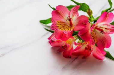 Işık arkaplanı üzerindeki hoş geldin kartı biçimi, metin için yer, kırmızı alstrameria çiçeklerinin yakın plan görüntüsü.