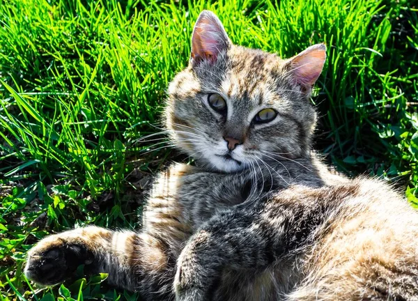 在一个阳光明媚的夏日 公园里 一只长着条纹的可爱的灰色猫坐在草地上 — 图库照片