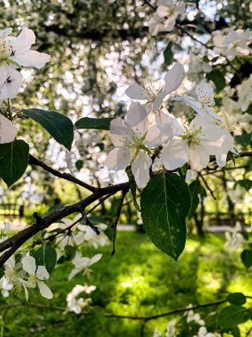 Doğal bahar geçmişi. Parkta çiçek açan elma ağacı, büyük beyaz çiçekler, güneşli bir gün. Dikey fotoğraf.