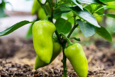 Bahçe serasında çalıların üzerinde büyüyen büyük biberler. Yatay fotoğraf.