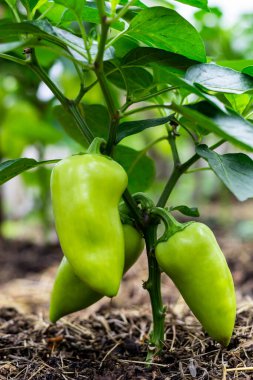 Mevsimlik hasat konsepti. Serada büyük yeşil dolmalık biber meyveleri. Dikey fotoğrafçılık.