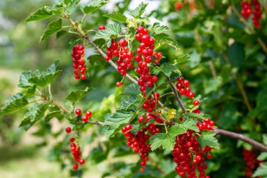 Olgun kırmızı frenk üzümü, mevsimlik organik ürün hasadı.